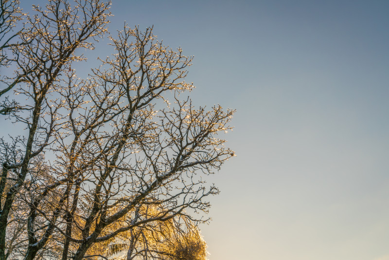 arbres gelés en hiver avec un ciel bleu